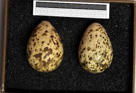 Attēlu rezultāti vaicājumam “Gallinago gallinago eggs”