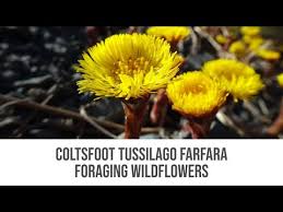 Attēlu rezultāti vaicājumam “Tussilago farfara fruit”