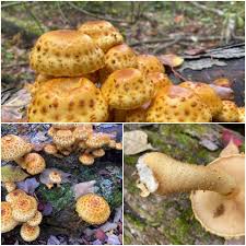 Attēlu rezultāti vaicājumam “Pholiota squarrosoides”