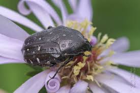 Attēlu rezultāti vaicājumam “Oxythyrea funesta imago”