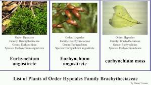 Attēlu rezultāti vaicājumam “Sciuro-hypnum reflexum”