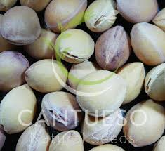 Attēlu rezultāti vaicājumam “Pinus nigra fruit”