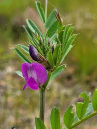 Attēlu rezultāti vaicājumam “Vicia cracca flower”
