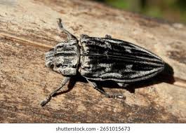 Attēlu rezultāti vaicājumam “Chalcophora mariana”