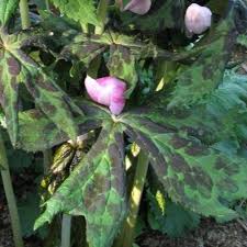 Attēlu rezultāti vaicājumam “Podophyllum hexandrum flower”