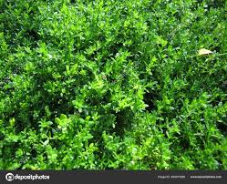 Attēlu rezultāti vaicājumam “Herniaria glabra leaf”