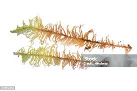 Attēlu rezultāti vaicājumam “Ptilium crista-castrensis”