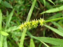 Attēlu rezultāti vaicājumam “Comatricha alta stalked”