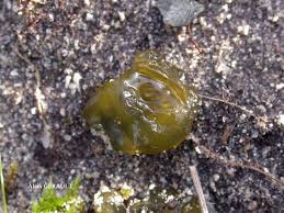 Attēlu rezultāti vaicājumam “Nostoc commune cells”