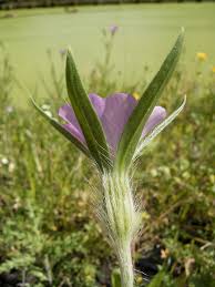 Image result for Agrostemma githago