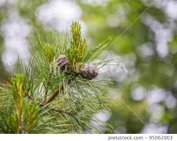 Attēlu rezultāti vaicājumam “Pinus sibirica”