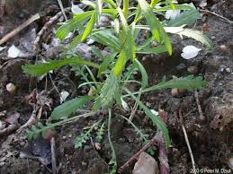 Attēlu rezultāti vaicājumam “Lepidium densiflorum fruit”