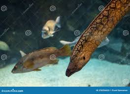 Image result for Muraena helena