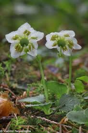 Attēlu rezultāti vaicājumam “Moneses uniflora fruit”