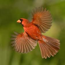 Image result for Bird