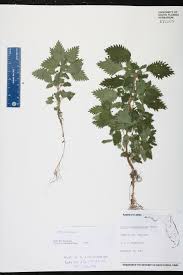 Attēlu rezultāti vaicājumam “Urtica urens”