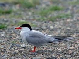 Attēlu rezultāti vaicājumam “Sterna hirundo”