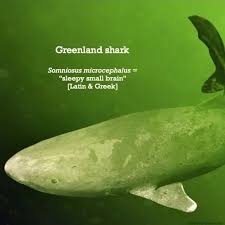 Image result for Somniosus microcephalus