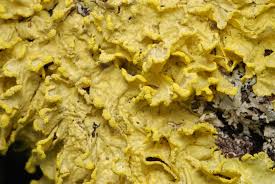 Attēlu rezultāti vaicājumam “Vulpicida pinastri”