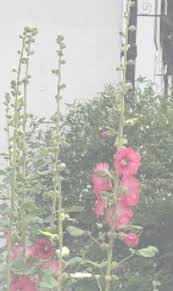 Image result for Wonersh Stoolball Club