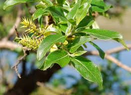 Attēlu rezultāti vaicājumam “Salix myrsinifolia male flower”