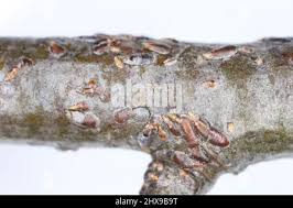 Attēlu rezultāti vaicājumam “Lepidosaphes ulmi”