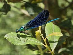 Attēlu rezultāti vaicājumam “Calopteryx virgo”