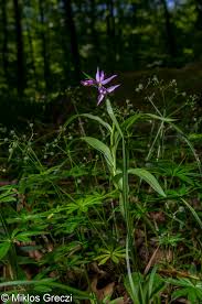 Attēlu rezultāti vaicājumam “Cephalanthera rubra leaf”