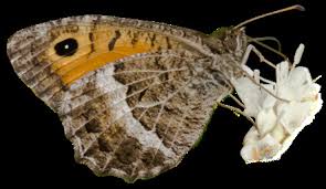 Attēlu rezultāti vaicājumam “Hipparchia semele underside”