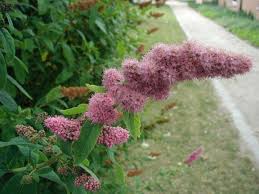 Attēlu rezultāti vaicājumam “Spiraea salicifolia”