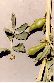 Attēlu rezultāti vaicājumam “Vicia faba”