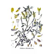 Attēlu rezultāti vaicājumam “Melilotus officinalis”