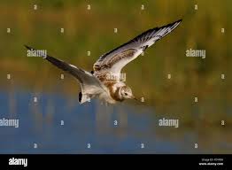 Attēlu rezultāti vaicājumam “Larus ridibundus juvenile”