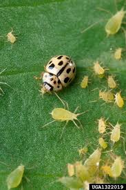 Attēlu rezultāti vaicājumam “Propylea quatuordecimpunctata”