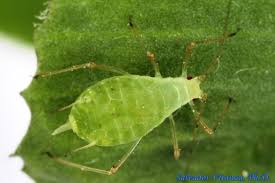 Attēlu rezultāti vaicājumam “Aphididae”