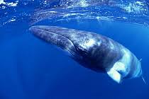 Image result for Balaenoptera acutorostrata