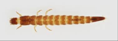 Attēlu rezultāti vaicājumam “Meloe sp. larva”