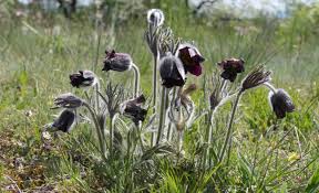 Attēlu rezultāti vaicājumam “Pulsatilla pratensis flower”