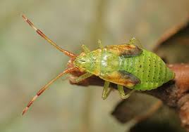 Attēlu rezultāti vaicājumam “Pantilius tunicatus”