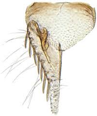 Attēlu rezultāti vaicājumam “Macrosteles sp. imago”