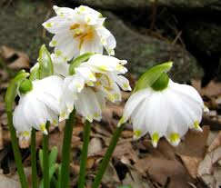 Attēlu rezultāti vaicājumam “Leucojum vernum var. carpathicum”