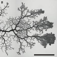 Attēlu rezultāti vaicājumam “Physarum nitens young”