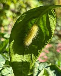 Attēlu rezultāti vaicājumam “Spilosoma sp.”