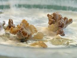 Attēlu rezultāti vaicājumam “Schizophyllum commune”