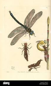 Attēlu rezultāti vaicājumam “Aeshna grandis”