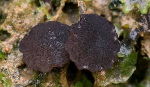 Attēlu rezultāti vaicājumam “Ombrophila violacea”