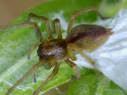 Attēlu rezultāti vaicājumam “Cheiracanthium sp.”