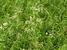 Attēlu rezultāti vaicājumam “Galium palustre”