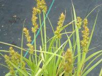 Attēlu rezultāti vaicājumam “Glyceria striata fruit”