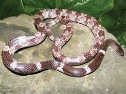 Attēlu rezultāti vaicājumam “Serpentes”